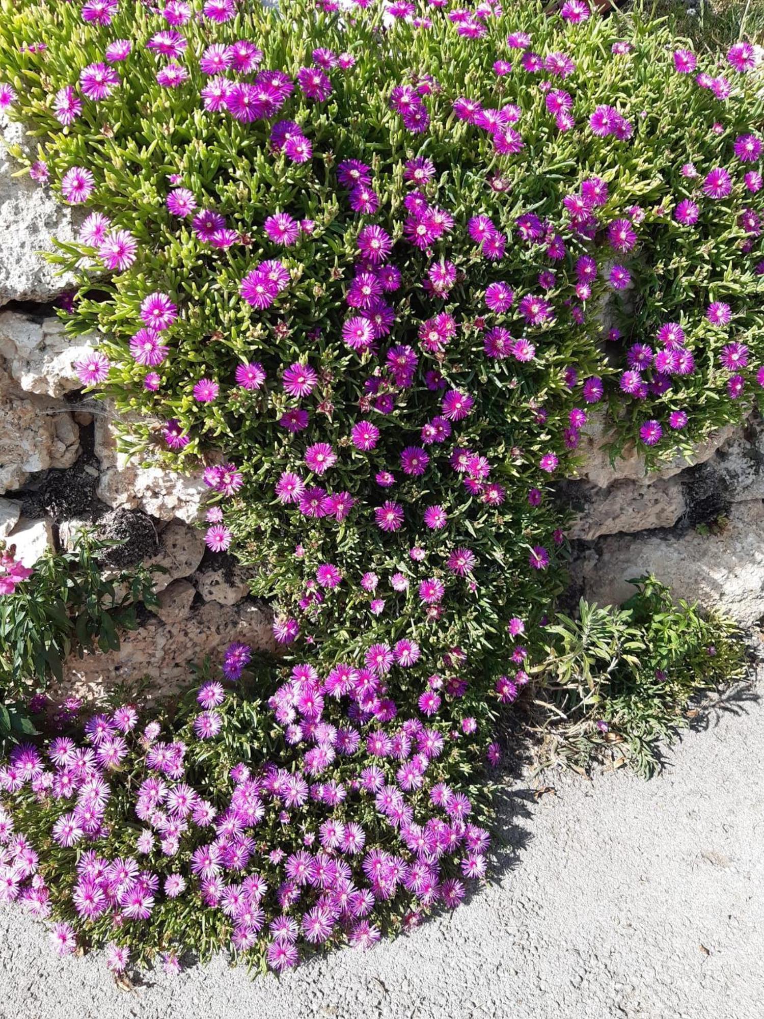 Il Girasole Bed & Breakfast Castelvecchio Calvisio Exterior photo